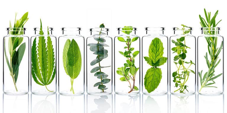 Essential Medicinal Herbs to Grow in Your Garden