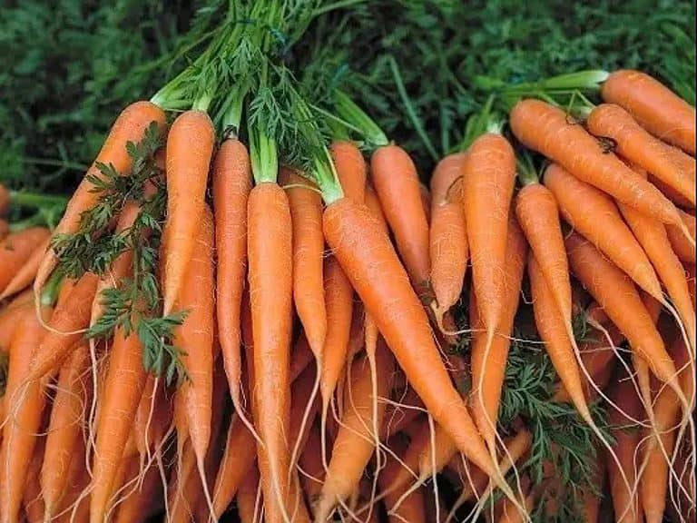 Tips for Growing Carrots