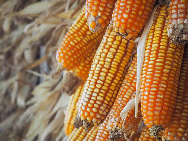 Tips on Growing Corn