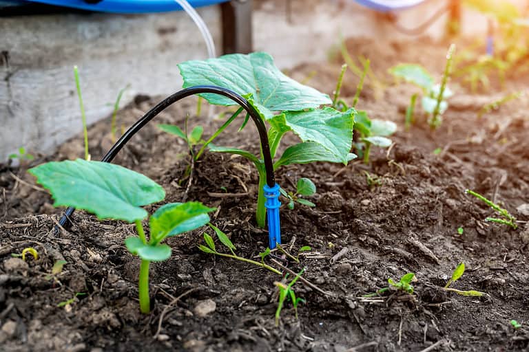 Raised Bed Irrigation Step by Step