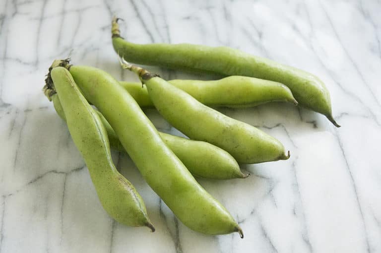 Tips on Growing Beans