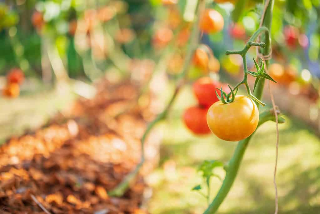 Fresh red ripe tomatoes hanging on the vine plant growing in organic garden