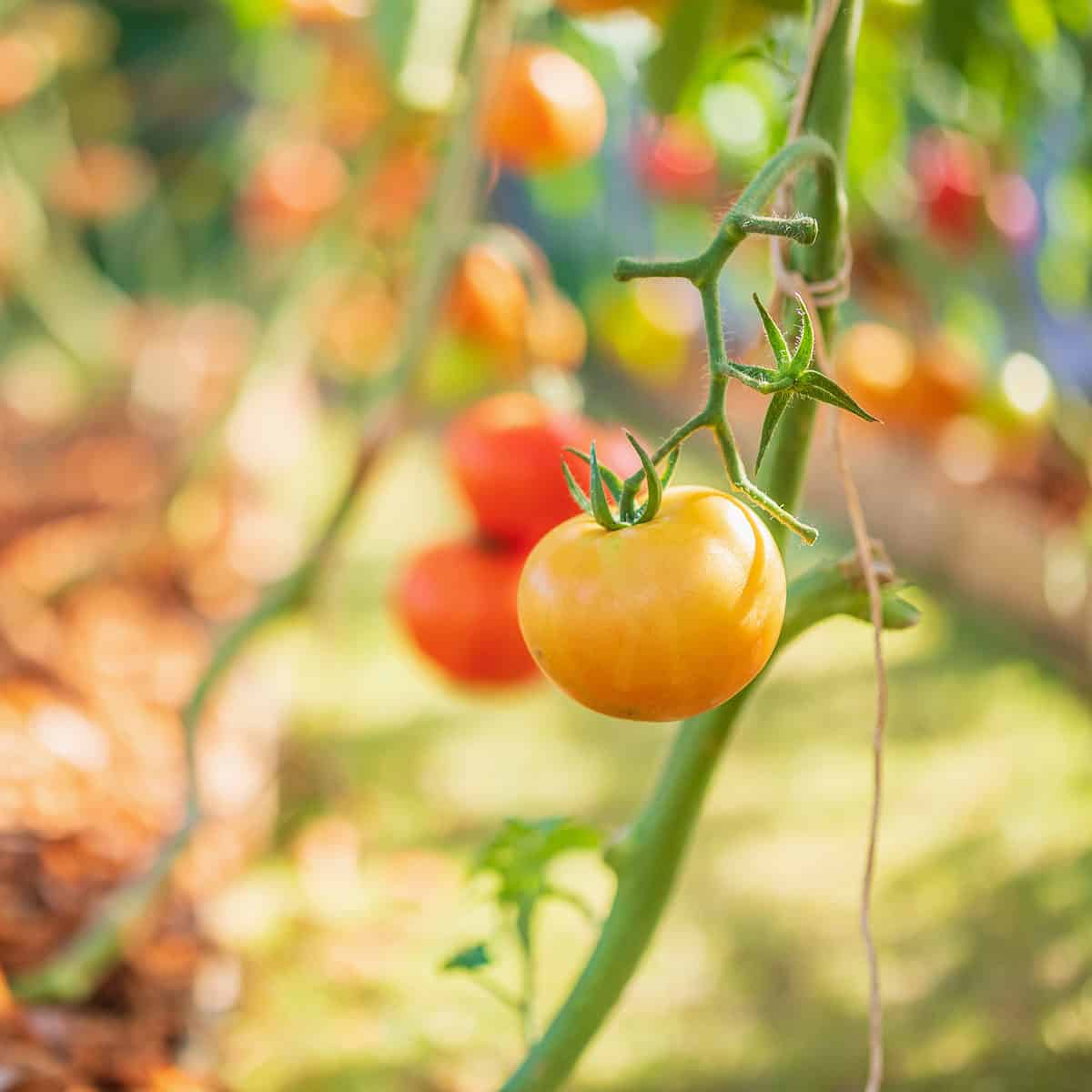 Fresh red ripe tomatoes hanging on the vine plant growing in organic garden