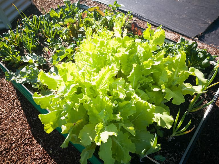 Tips for Growing Lettuce