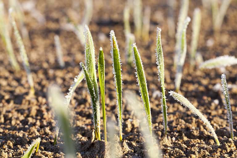 How to Protect Your Vegetables from Frost