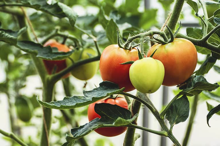 Tips for Growing Tomatoes