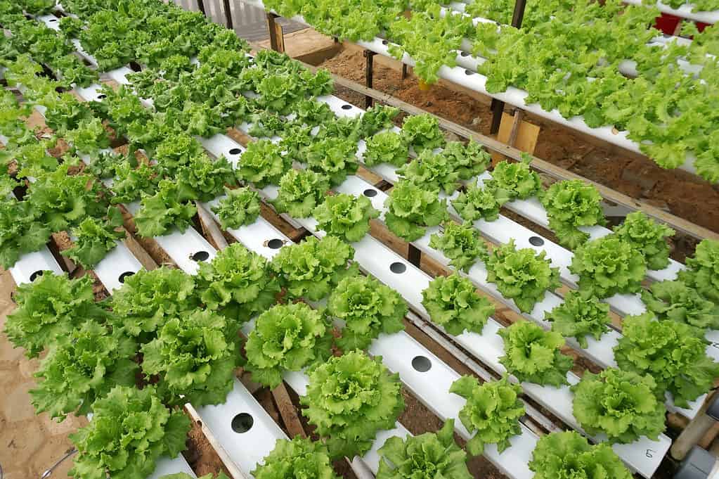 Organic Hydroponic System