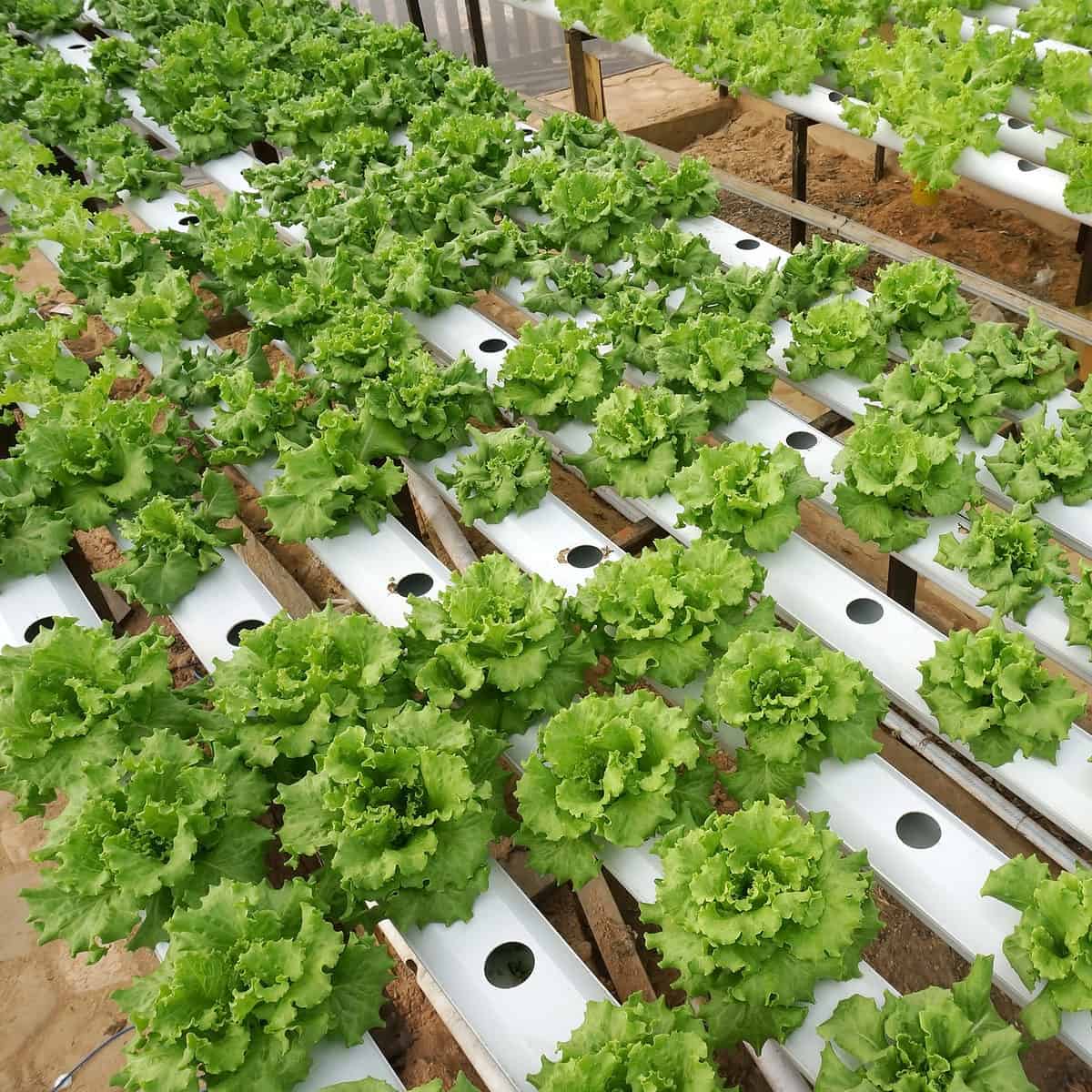 Organic Hydroponic System