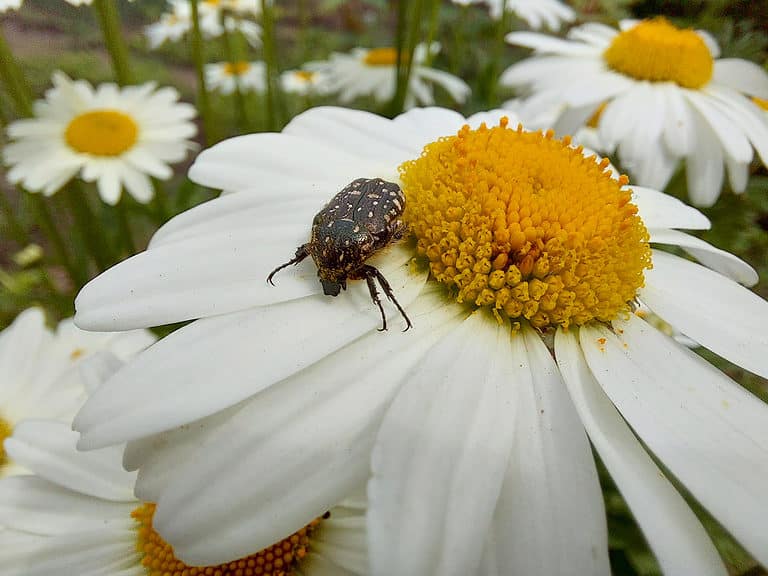 How to Treat Common Garden Pests In the US