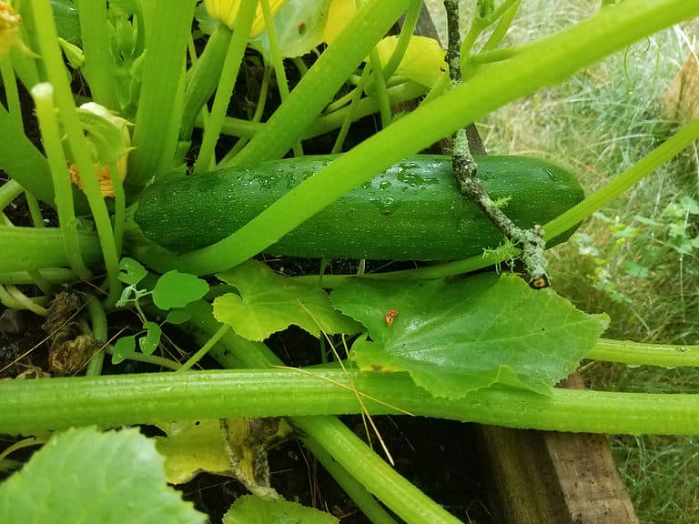 Raised Beds Dilemma, Row vs Square Foot Gardening