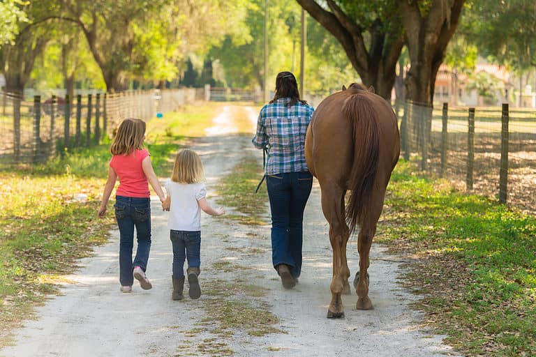 Essential Guide: How to Take Care of a Horse for Beginners