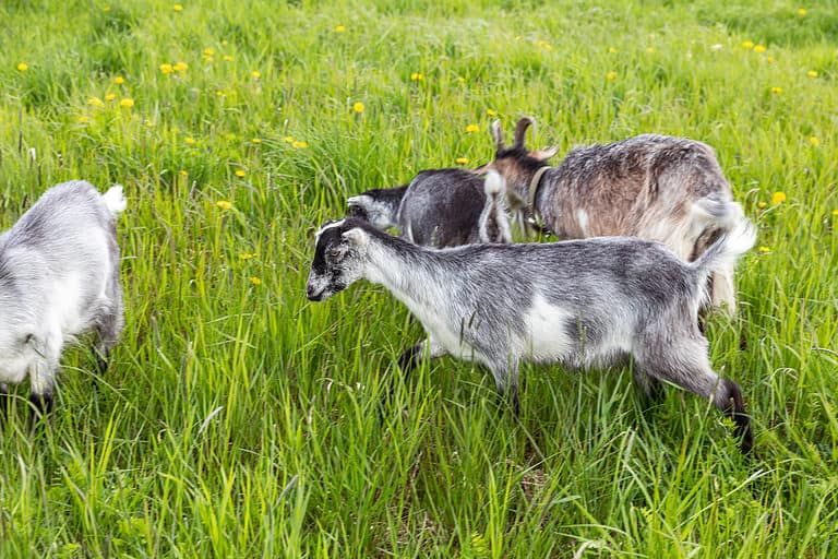 7 Ways to Improve Pasture