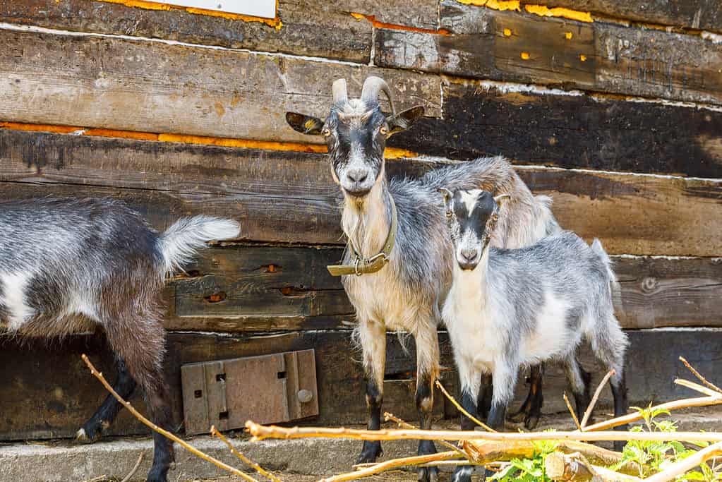 Goats in barn