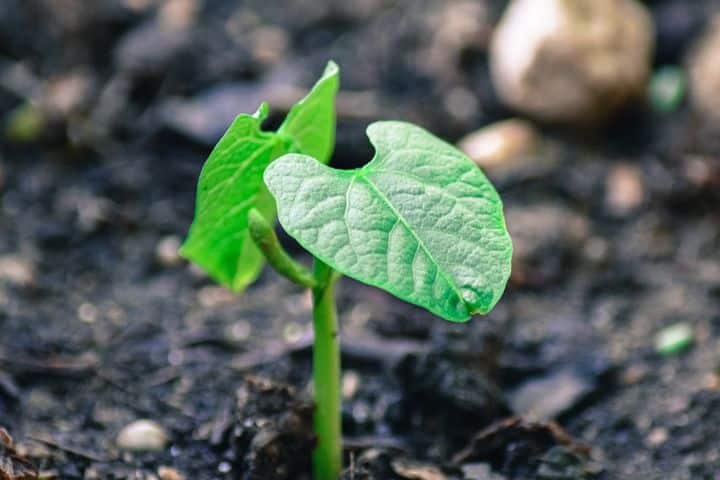 Growing beans plants