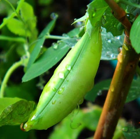 Growing peas in a small garden