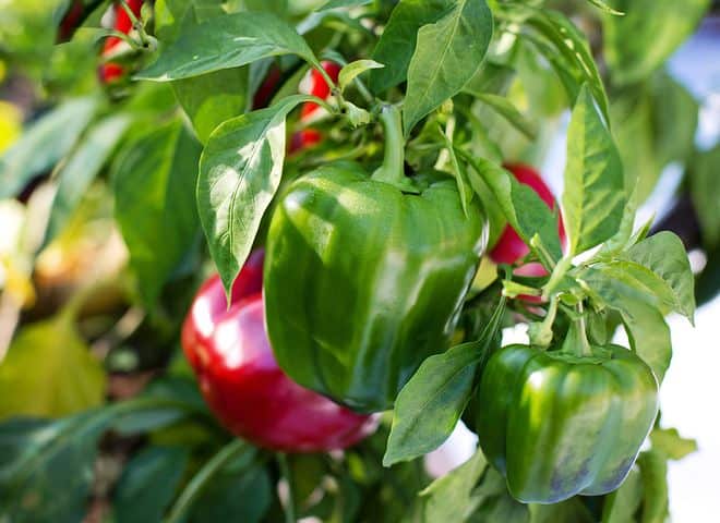 how to grow peppers