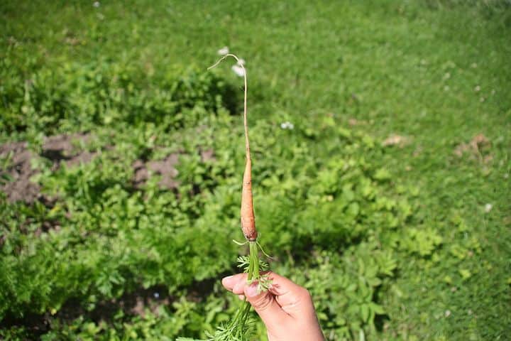 Varieties of carrots to grow