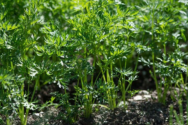 Harvesting and storing carrots