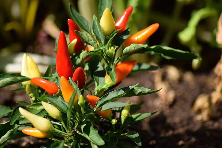 Pepper plant pruning and training