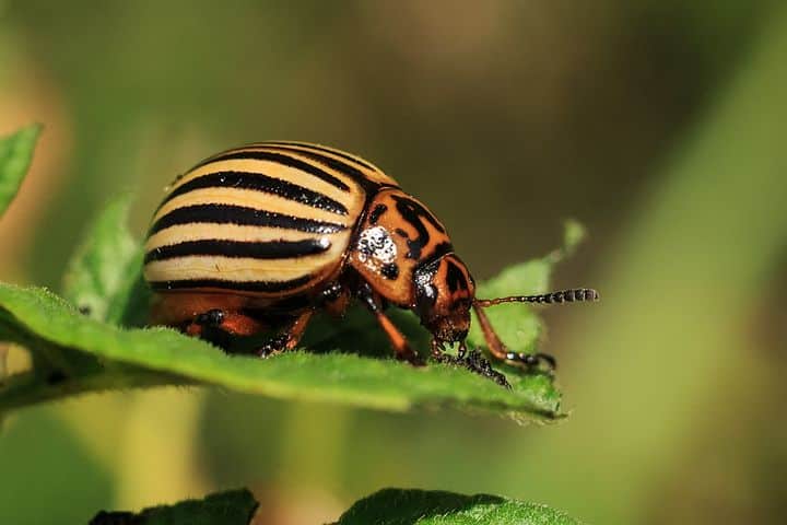 how to kill garden pests