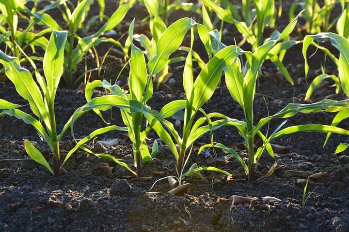 row gardening