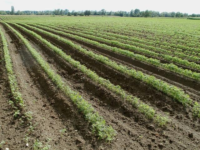 Best soil for growing carrots