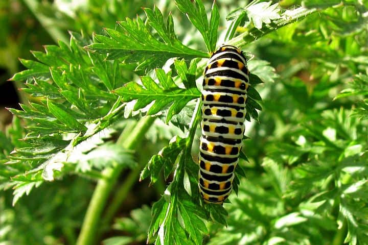 Preventing carrot pests and diseases