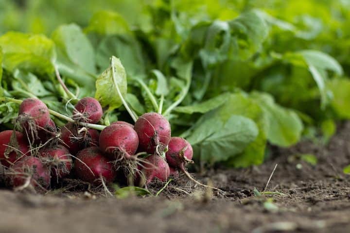 how to grow radishes