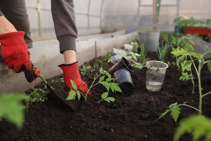 Organic pepper gardening tips