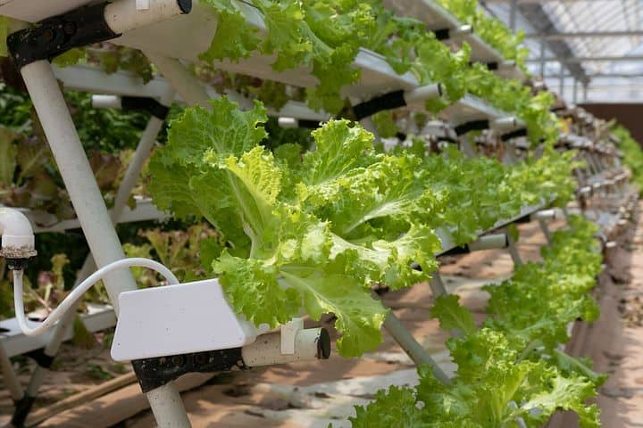 benefits of hydroponic garden