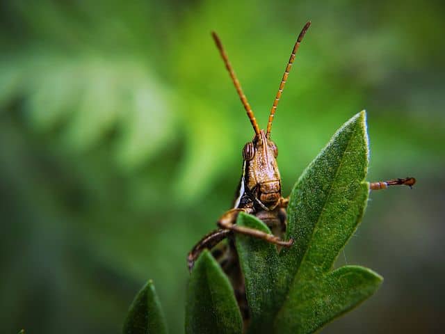 How to Get Rid of Garden Pests in the Midwest