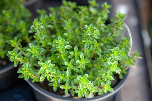 Thyme leaves - best herbs to grow in garden
