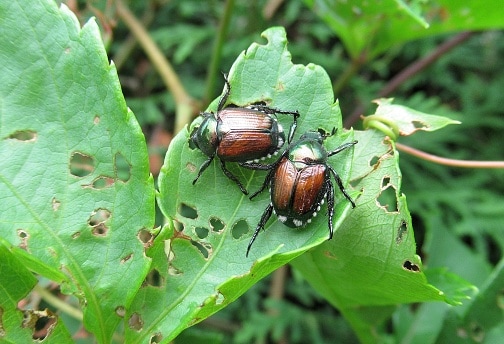 Garden beetles