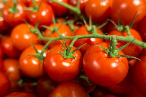 bunch of vine red ripe tomatos at the framer's market