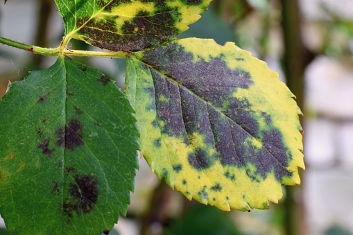 Black Spot on leaves