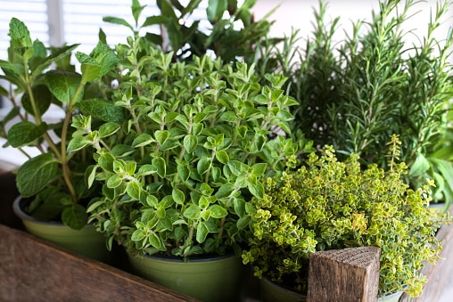 Tips on growing herbs