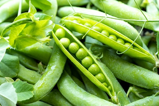 Choosing the best varieties of peas for your climate