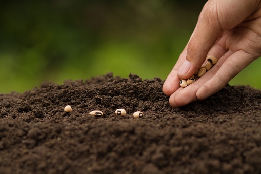 how to grow beans