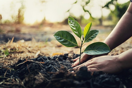 In-ground Gardening