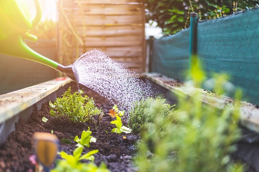 Raised Bed Gardening 