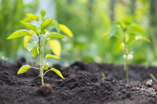 Growing peppers in a greenhouse