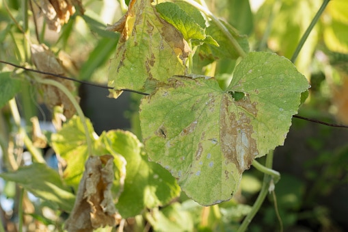 Blight on plant