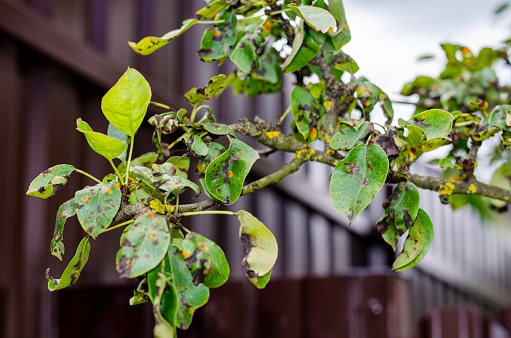 common garden diseases