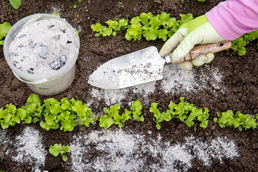 how to use ash in the garden