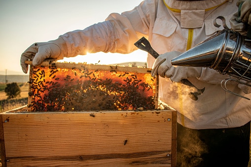 homestead businesses - beekeeping 