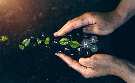 Role of mineral nutrients in plant life for development  and growth.