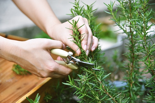 Hand picking aromatic rosemary spice from vegetable home garden.