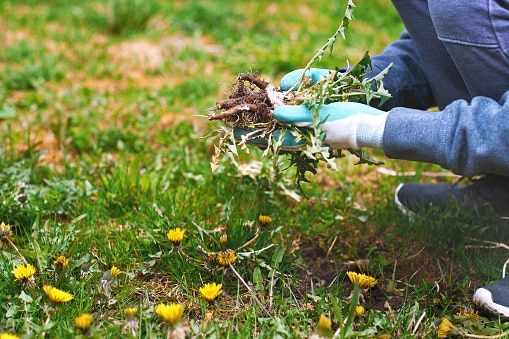 Ways to improve pasture 