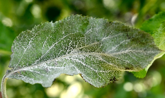 Powdery Mildew - common garden diseases