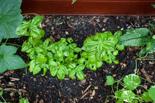 best herbs to grow in garden